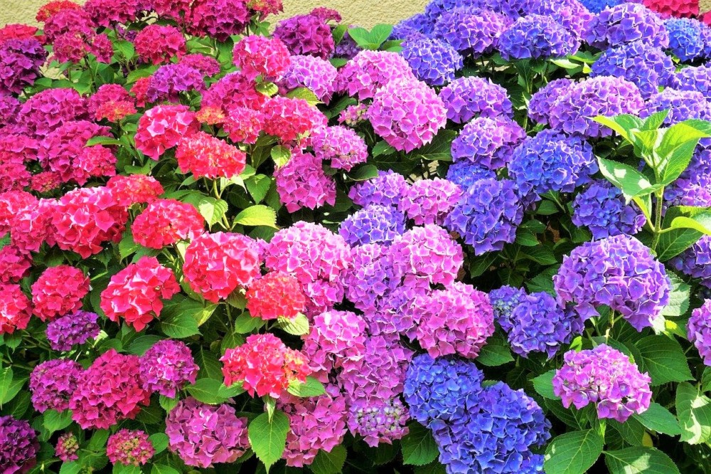 部長講座 紫陽花の色の決まり方 日本文化部 工大高ブログ